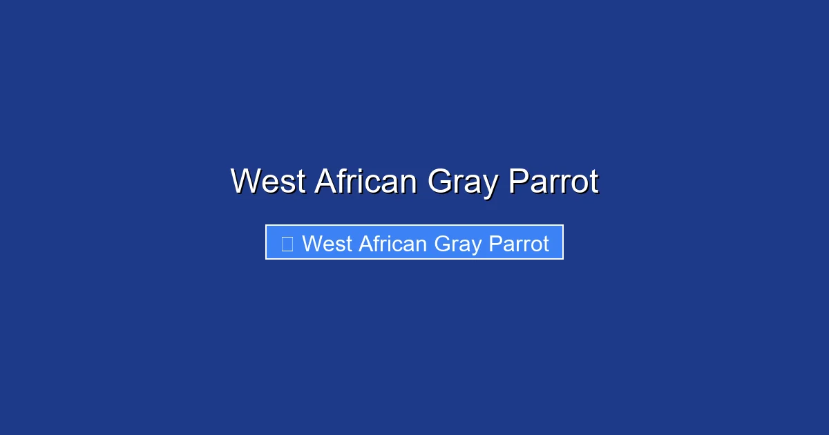 West African Gray Parrot