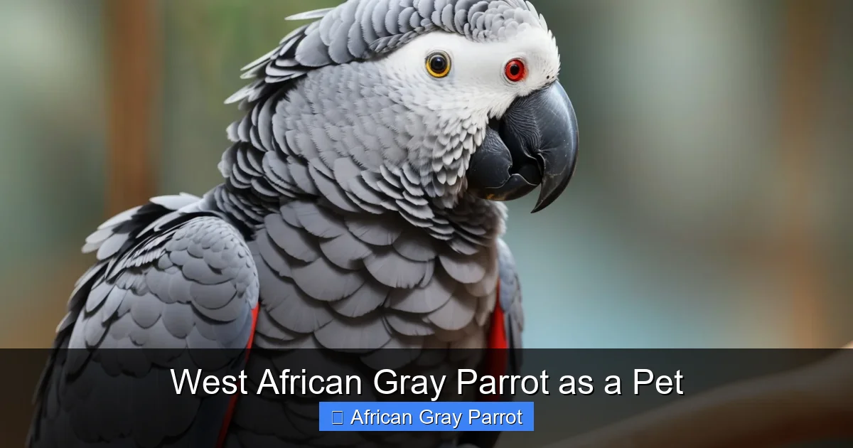 West African Gray Parrot as a Pet