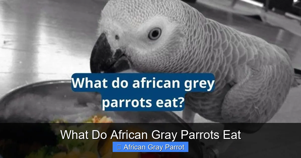 What Do African Gray Parrots Eat