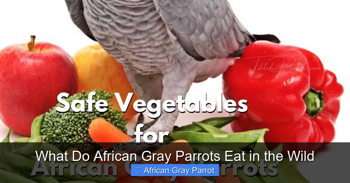 What Do African Gray Parrots Eat in the Wild