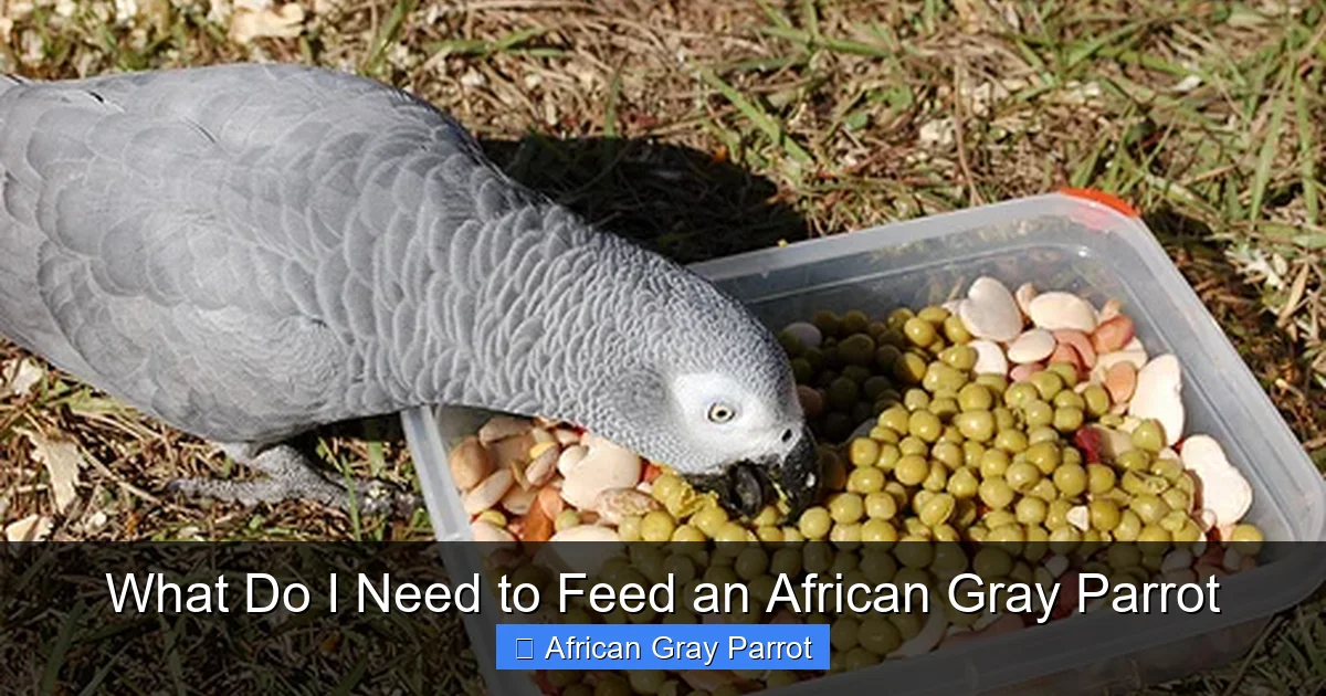 What Do I Need to Feed an African Gray Parrot