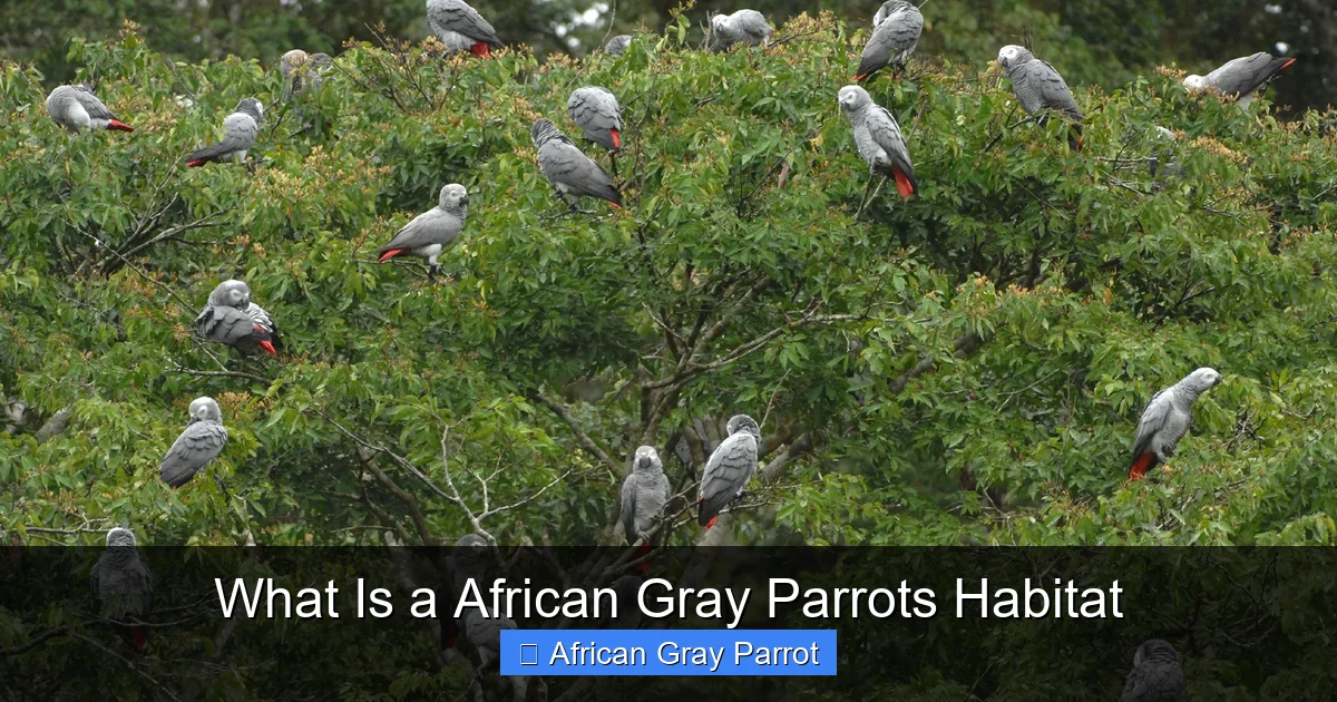 What Is a African Gray Parrots Habitat