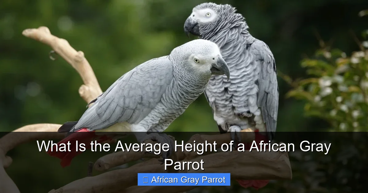 What Is the Average Height of a African Gray Parrot