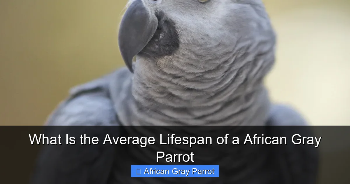 What Is the Average Lifespan of a African Gray Parrot