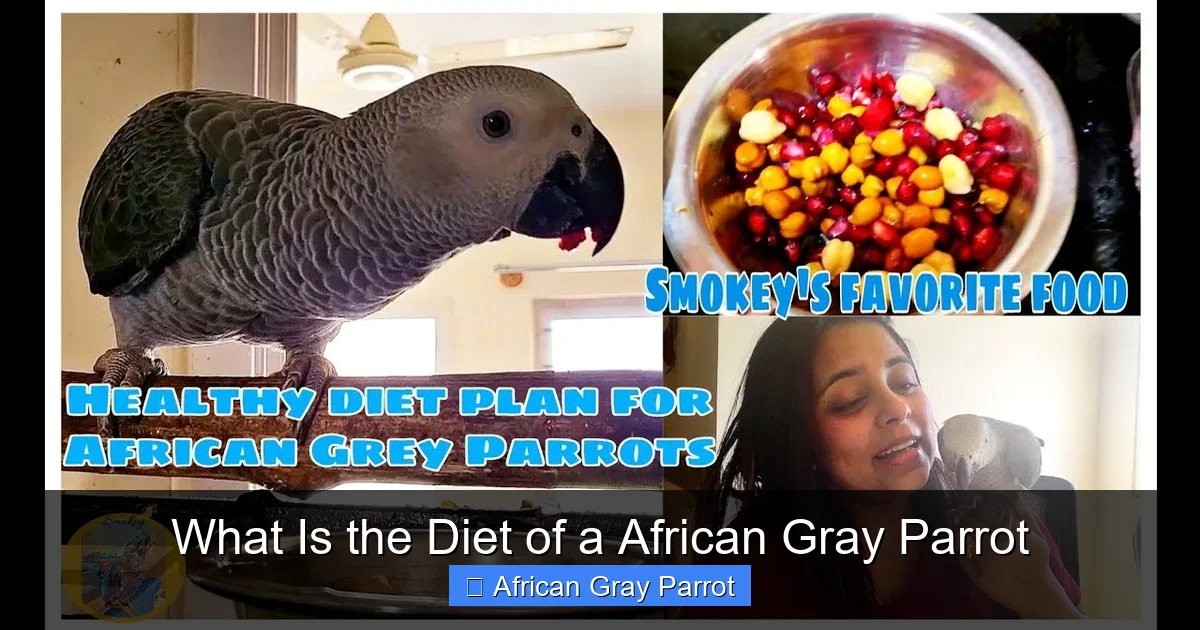What Is the Diet of a African Gray Parrot