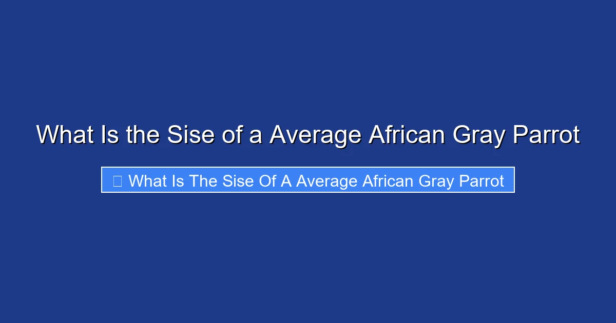 What Is the Sise of a Average African Gray Parrot