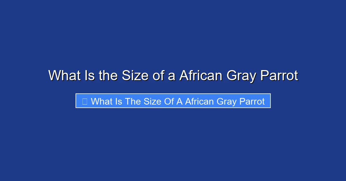 What Is the Size of a African Gray Parrot