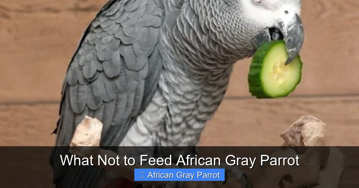 What Not to Feed African Gray Parrot