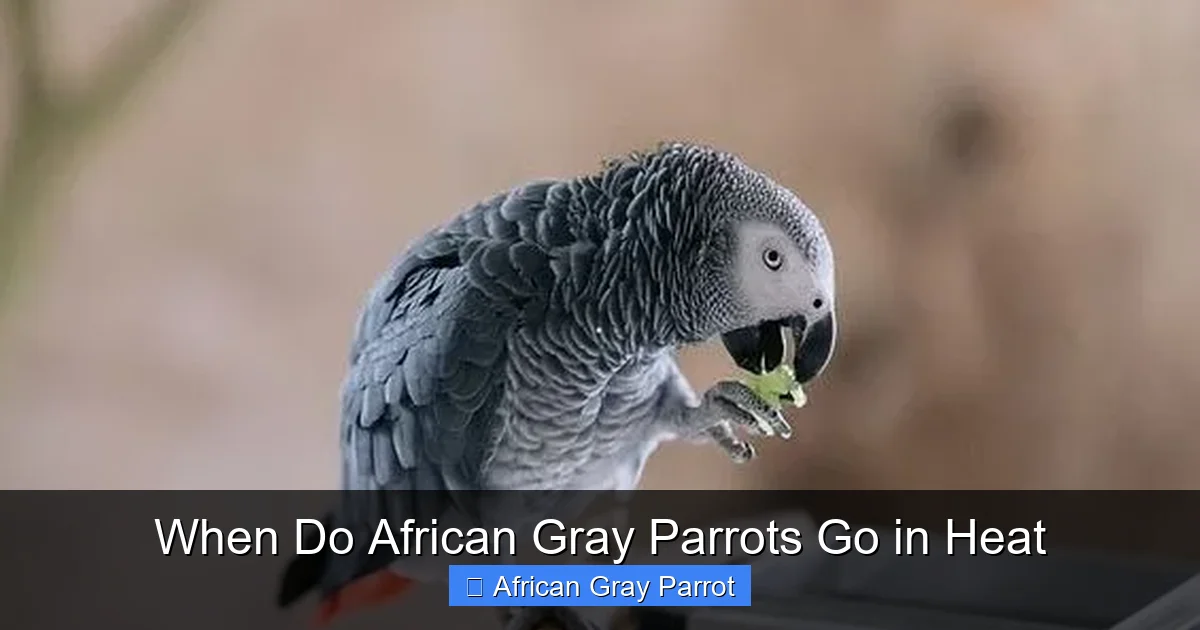 When Do African Gray Parrots Go in Heat