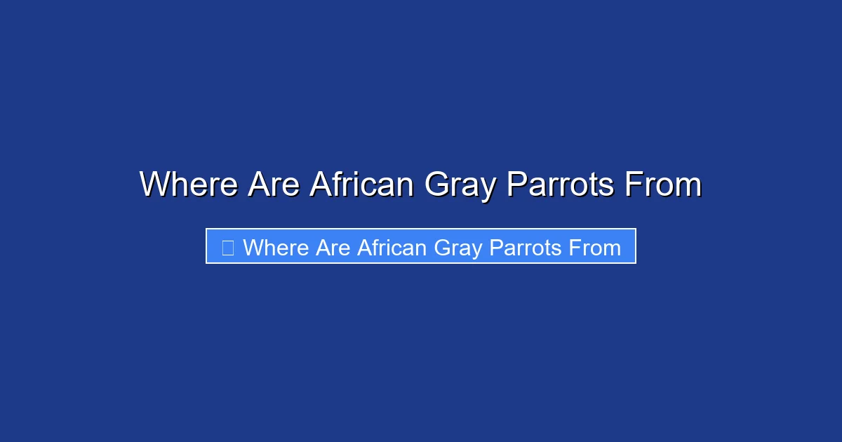 Where Are African Gray Parrots From