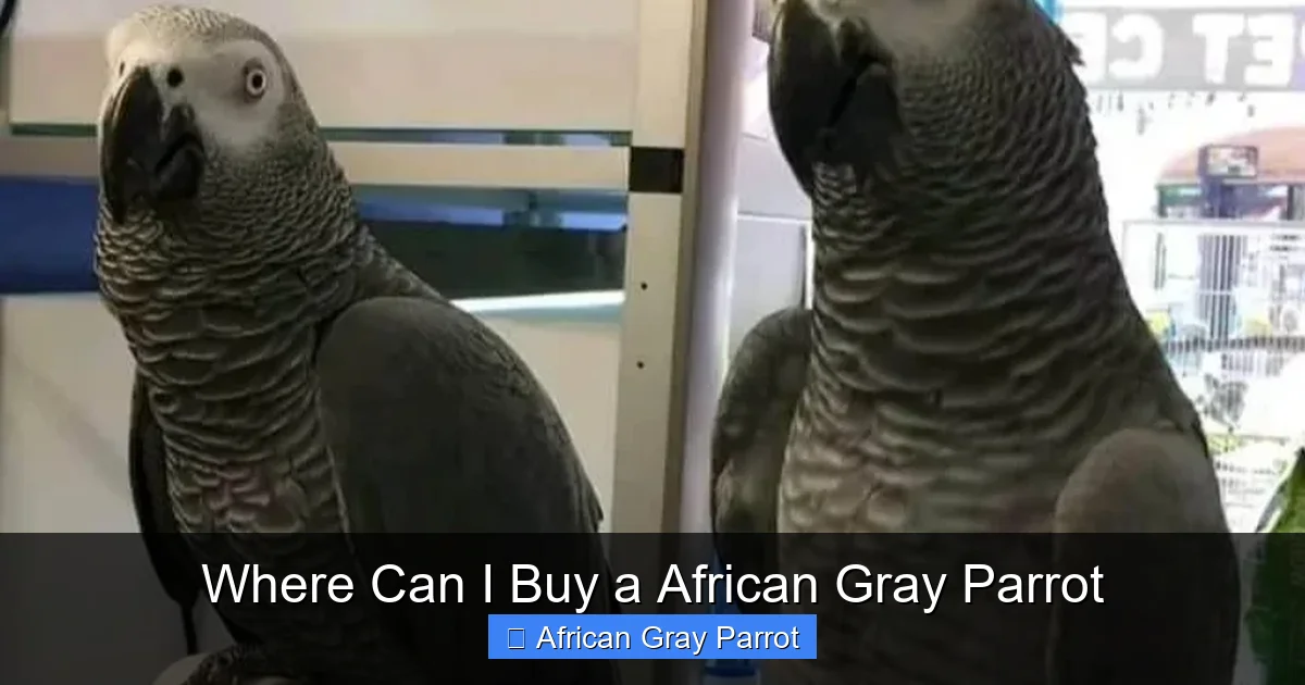 Where Can I Buy a African Gray Parrot