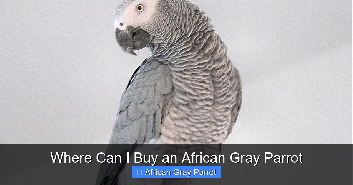 Where Can I Buy an African Gray Parrot