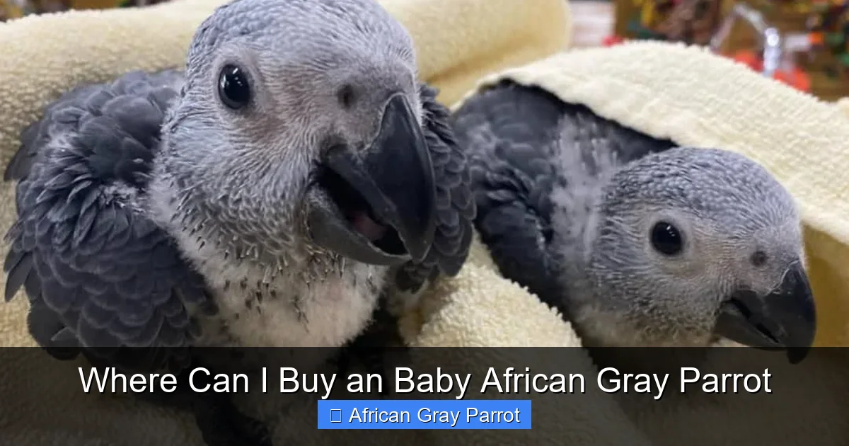Where Can I Buy an Baby African Gray Parrot