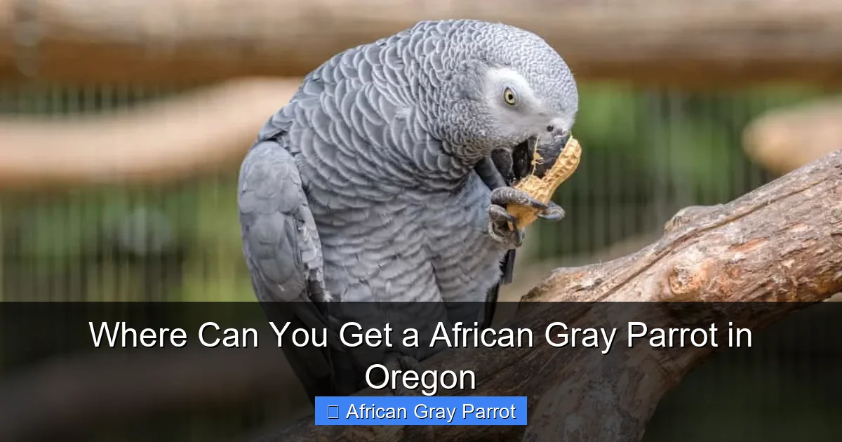 Where Can You Get a African Gray Parrot in Oregon
