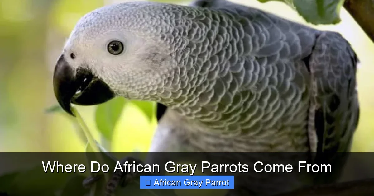 Where Do African Gray Parrots Come From