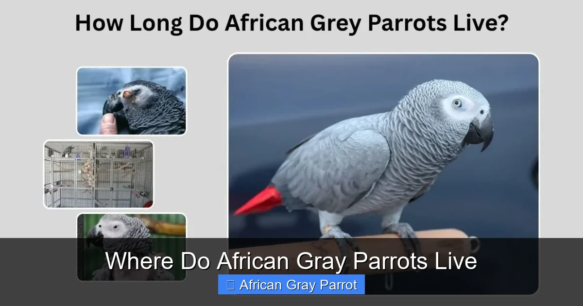 Where Do African Gray Parrots Live