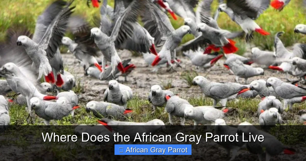Where Does the African Gray Parrot Live