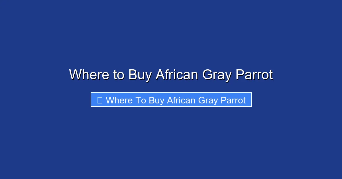 Where to Buy African Gray Parrot