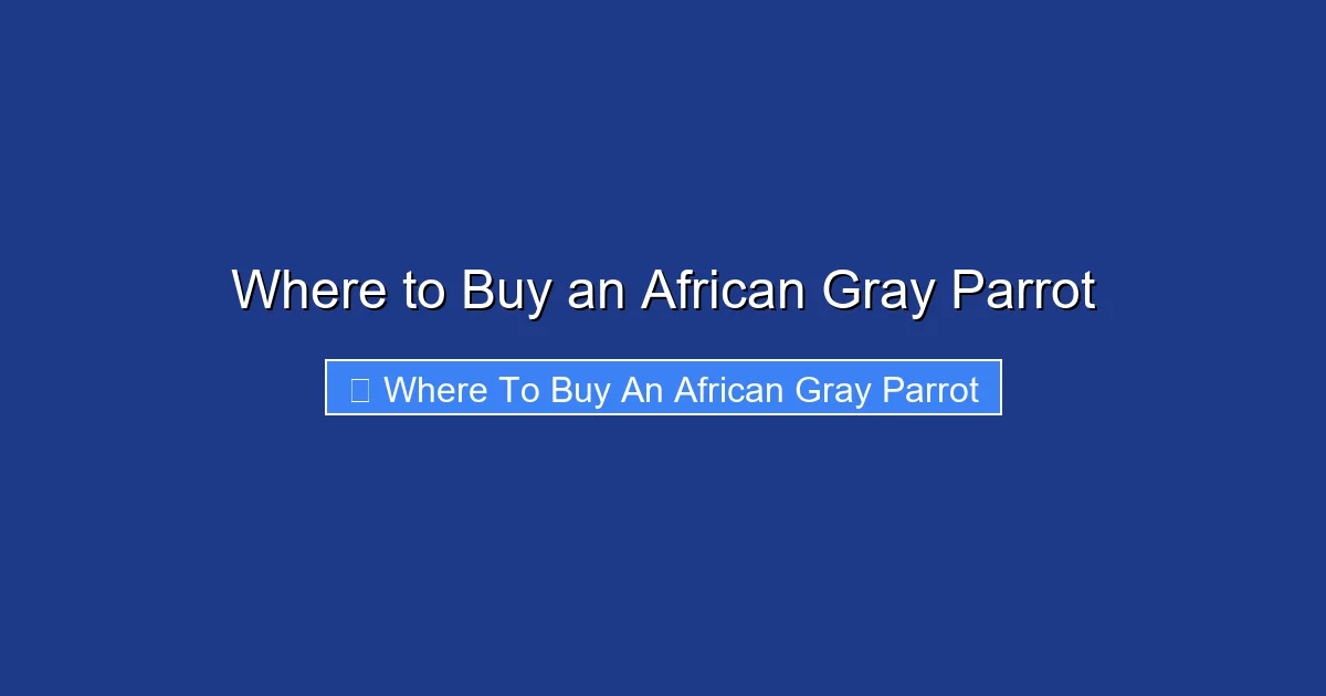 Where to Buy an African Gray Parrot