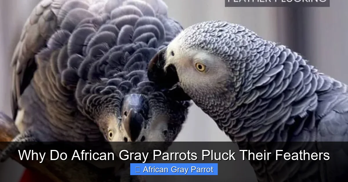 Why Do African Gray Parrots Pluck Their Feathers