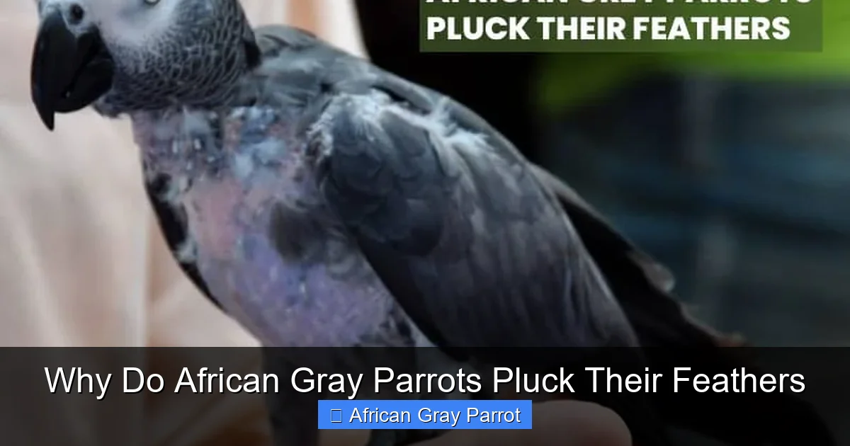 Why Do African Gray Parrots Pluck Their Feathers