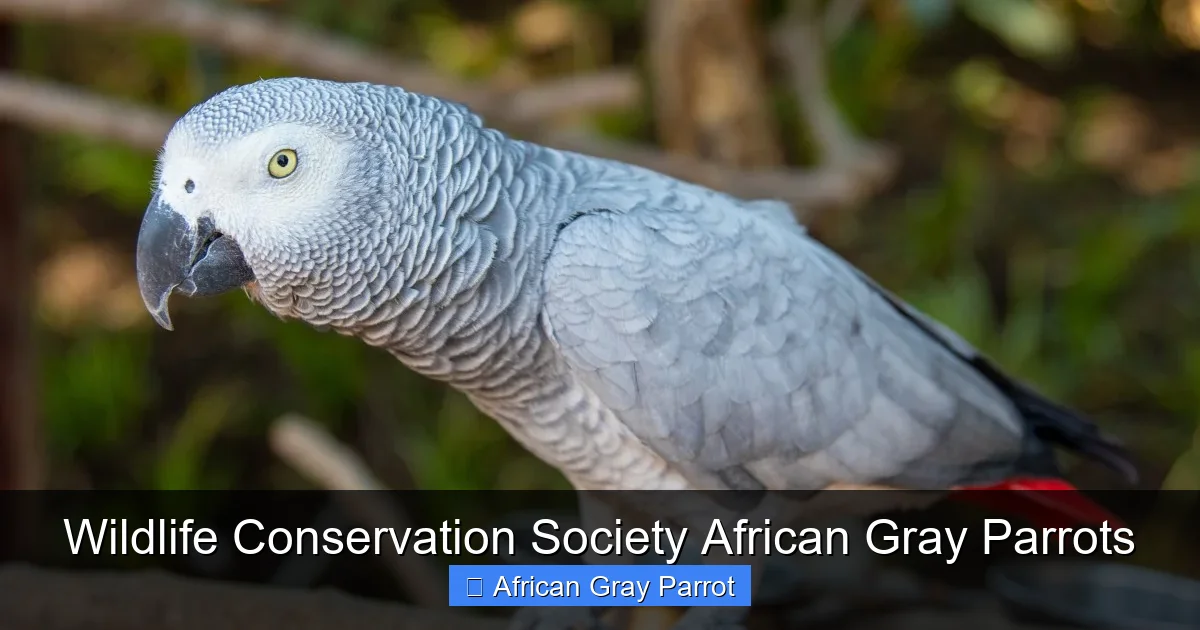 Wildlife Conservation Society African Gray Parrots