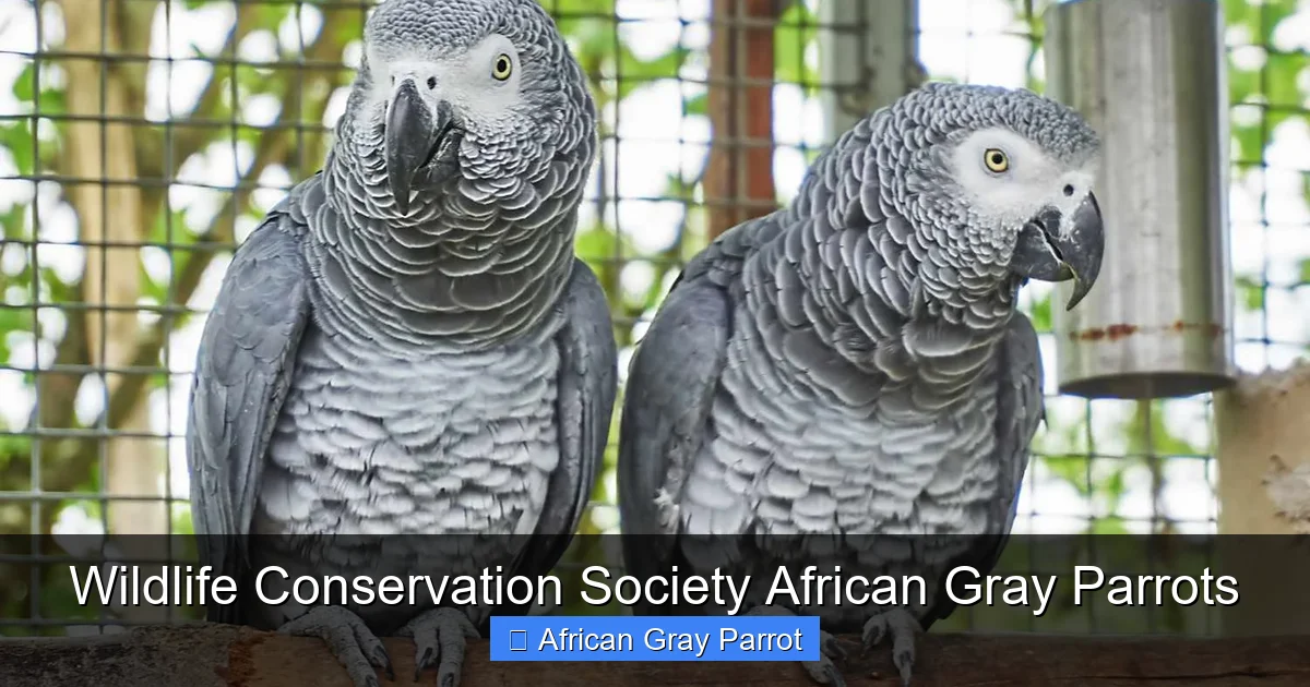 Wildlife Conservation Society African Gray Parrots