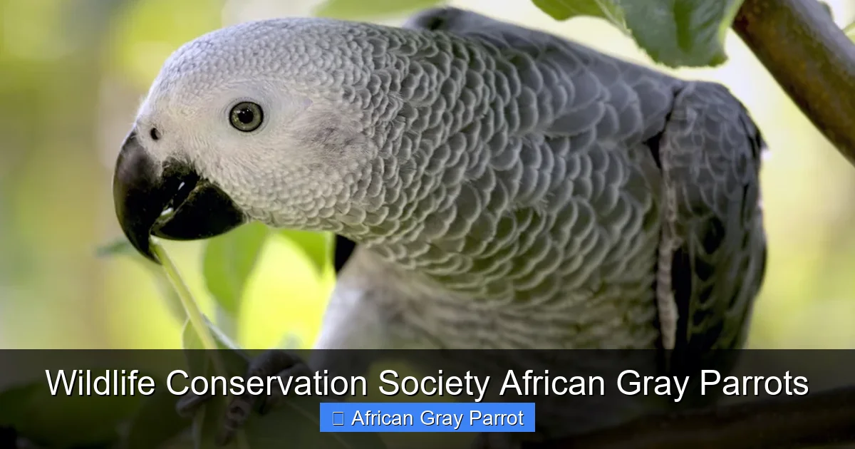 Wildlife Conservation Society African Gray Parrots