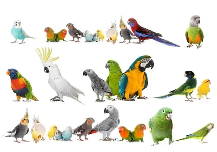 All Parrots in the World