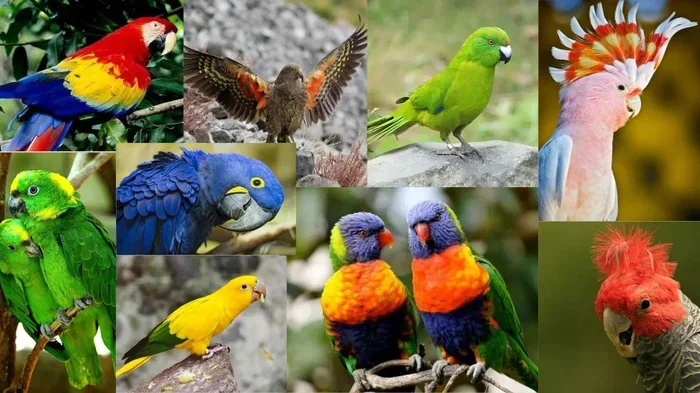 All Parrots in the World