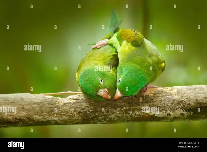 How Do Amazon Parrots Mate
