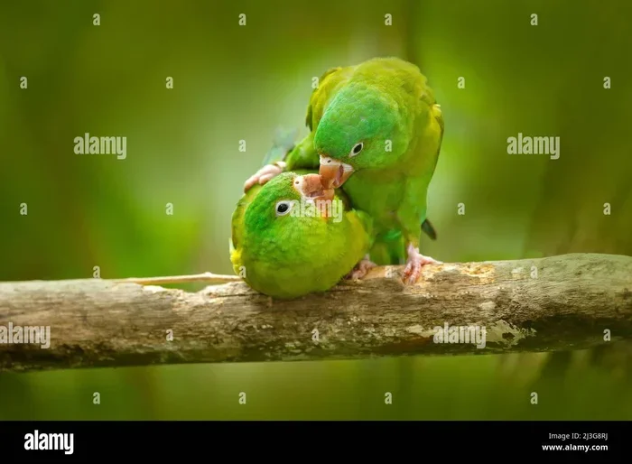 How Do Amazon Parrots Mate