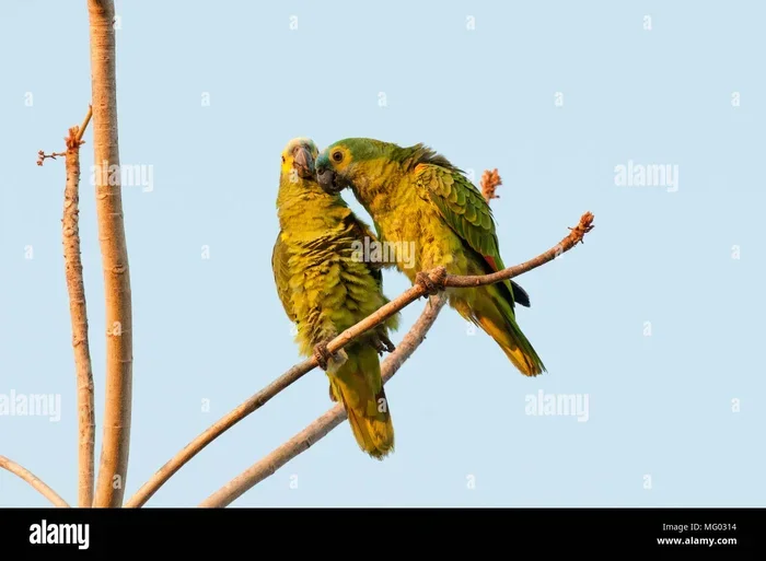 How to Breed Amazon Parrots