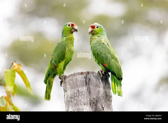 How to Breed Amazon Parrots