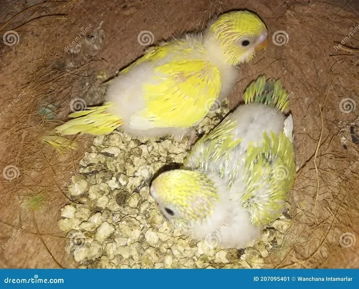 How Do You Breed Parrots