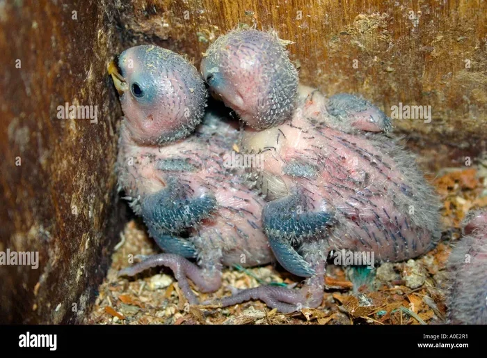 How Do You Breed Parrots
