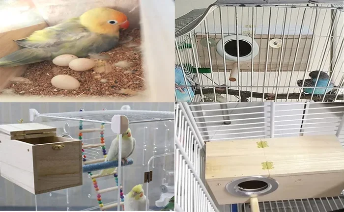 How to Make Parrots Breed