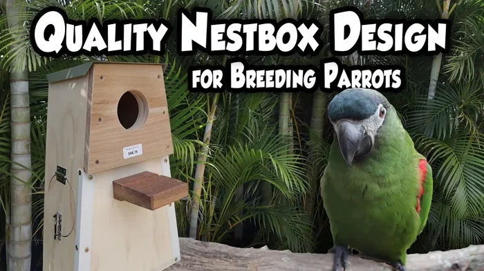 How to Make Parrots Breed