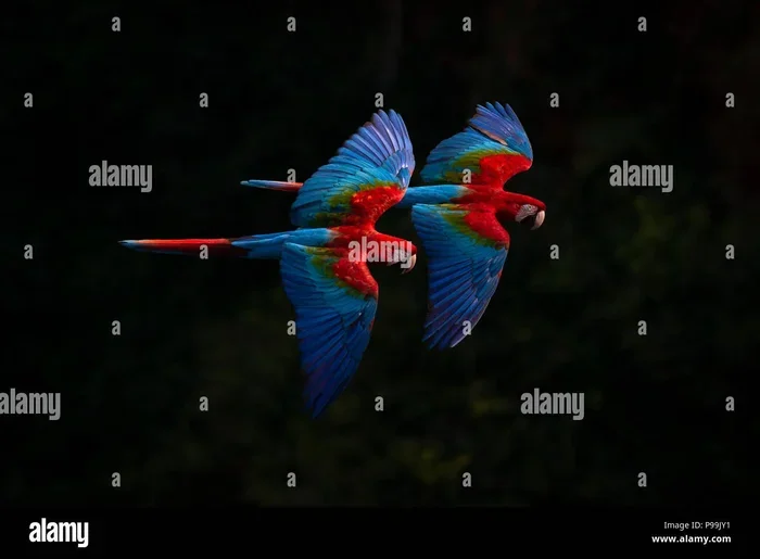 How to Breed Macaws