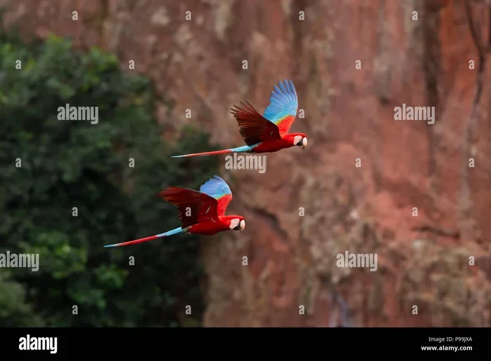 How to Breed Macaws
