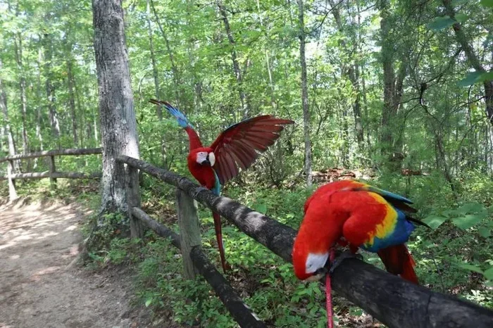 How to Breed Macaw Parrots