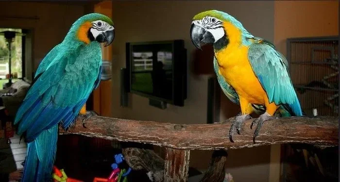 How to Breed Macaw Parrots