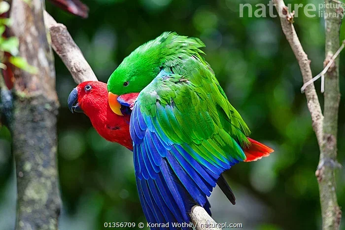 Breeding Season for Parrots