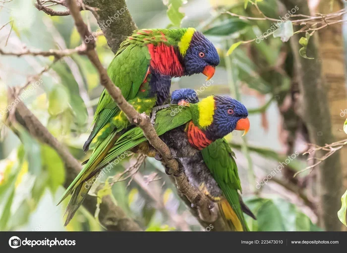 Breeding Season for Parrots