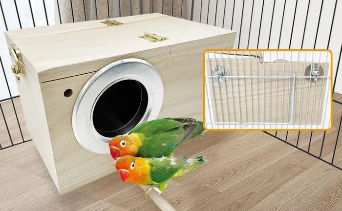 How to Breed Parakeet