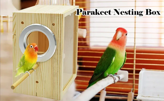 How to Breed Parakeet