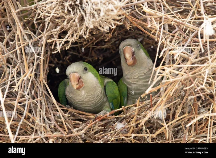 Can You Breed Parakeets