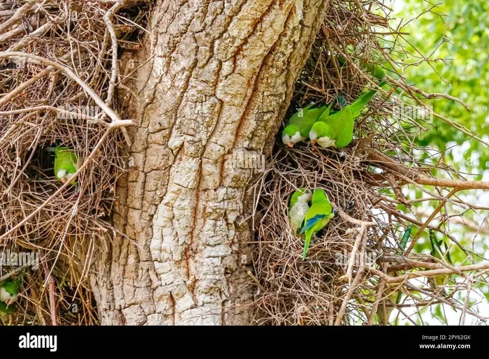 Can You Breed Parakeets