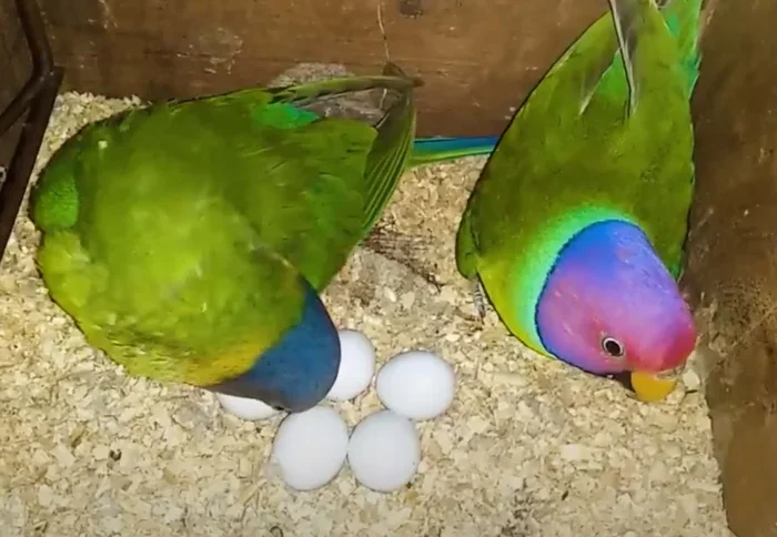 How to Breed Parakeets Step by Step