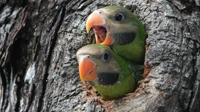 How to Breed Parakeets Step by Step